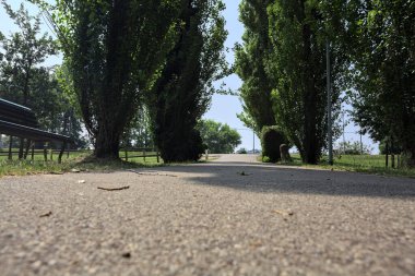 Güneşli bir günde, ağaçlarla çevrili, ağaçlarla çevrili asfalt patikaya tırmanıyorum.