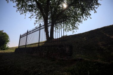 Çitin altından ve arkasından görünen bir ağacın tepesindeki siluet.