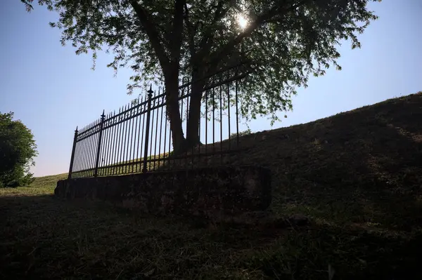 Çitin altından ve arkasından görünen bir ağacın tepesindeki siluet.