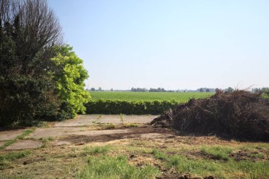 İtalya 'nın kırsal kesimlerinde güneşli bir günde bitkilerden yapılmış bir çitin arkasında ufka kadar uzanan bir mısır tarlası olan ağaçlarla çevrili beton kare.