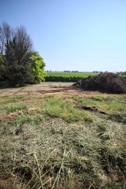İtalya 'nın kırsal kesimlerinde güneşli bir günde bitkilerden yapılmış bir çitin arkasında ufka kadar uzanan bir mısır tarlası olan ağaçlarla çevrili beton kare.