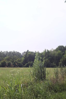 Güneşli bir günde ağaçlarla çevrili çayır sazlıklarla dolu bir siperden görülüyor.