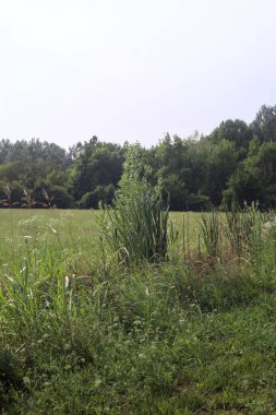 Güneşli bir günde ağaçlarla çevrili çayır sazlıklarla dolu bir siperden görülüyor.
