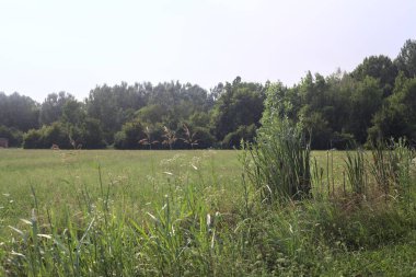 Güneşli bir günde ağaçlarla çevrili çayır sazlıklarla dolu bir siperden görülüyor.