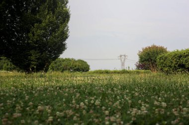 Çiçeklerle ve dağınık bitkilerle dolu çayır İtalya kırsalında güneşli bir günde ufukta bir elektrik direğini çerçeveliyor.