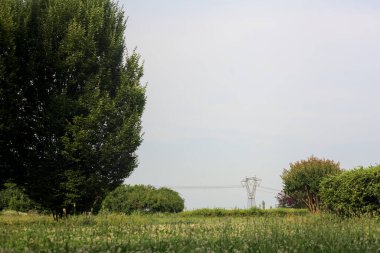 Çiçeklerle ve dağınık bitkilerle dolu çayır İtalya kırsalında güneşli bir günde ufukta bir elektrik direğini çerçeveliyor.