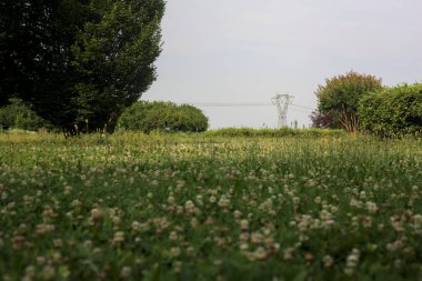 Çiçeklerle ve dağınık bitkilerle dolu çayır İtalya kırsalında güneşli bir günde ufukta bir elektrik direğini çerçeveliyor.