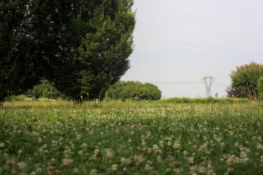 Çiçeklerle ve dağınık bitkilerle dolu çayır İtalya kırsalında güneşli bir günde ufukta bir elektrik direğini çerçeveliyor.