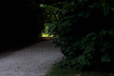 Gölgedeki patika, üzerinde bir parkta yayılan ağaçların oluşturduğu.