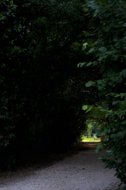 Gölgedeki patika, üzerinde bir parkta yayılan ağaçların oluşturduğu.
