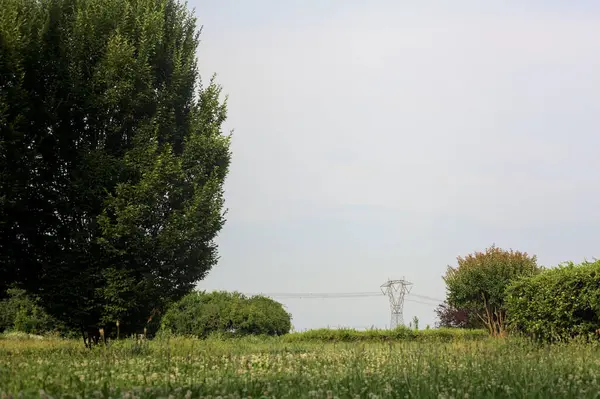 Çiçeklerle ve dağınık bitkilerle dolu çayır İtalya kırsalında güneşli bir günde ufukta bir elektrik direğini çerçeveliyor.