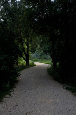 Ağaçların oluşturduğu gölgedeki yol, arka planda ağaçlar ve bitkiler olan bir koruluğun dışındaki güneşli bir alana çıkar.