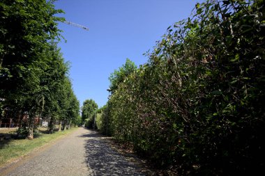 Güneşli bir günde İtalyan kırsalının yerleşim bölgesinde ağaçlarla çevrili bisiklet yolu.