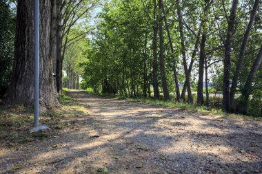 İtalya kırsalında güneşli bir günde, her iki tarafında gölgeler olan ağaçlarla çevrili patika.