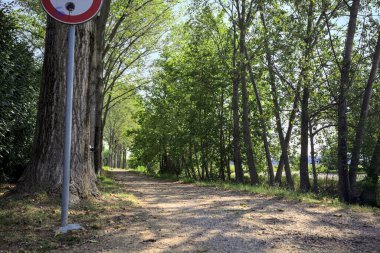 İtalya kırsalında güneşli bir günde, her iki tarafında gölgeler olan ağaçlarla çevrili patika.