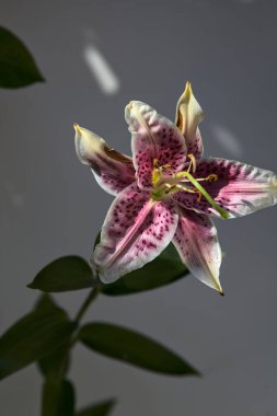 Beyaz ve pembe yıldız gözlemcisi zambak yapraklarla çerçevelenmiş beyaz bir arka planda çiçek açıyor