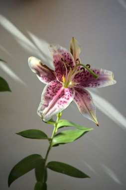 Beyaz ve pembe yıldız gözlemcisi zambak yapraklarla çerçevelenmiş beyaz bir arka planda çiçek açıyor