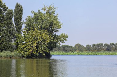 Sahilde yetişen bir gölün üzerinde uzanan ağaç. Arka planda zıt kıyılar görünüyor.