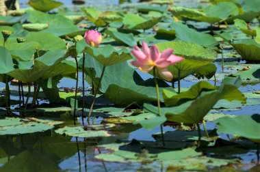 Köklerinde nilüfer çiçekleri var. Arka planda nilüfer yaprakları var.