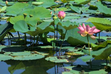 Köklerinde nilüfer çiçekleri var. Arka planda nilüfer yaprakları var.