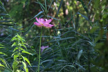 Sazlıkların arasında yetişen ve güneşli bir günde parktaki bir ağaç tarafından çerçevelenen nilüfer ağacı.