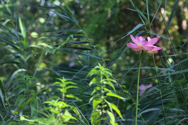 Sazlıkların arasında yetişen ve güneşli bir günde parktaki bir ağaç tarafından çerçevelenen nilüfer ağacı.