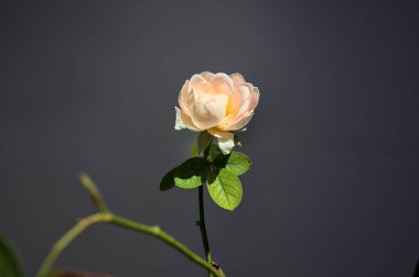 Güneş ışığıyla aydınlanan turuncu minyatür, sapında çiçek açtı. Beyaz bir arka planda. Yakından görülüyor.