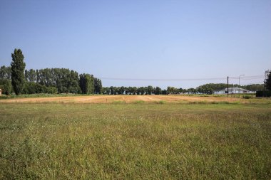 Ufukta ağaçlar görünen buğday tarlaları güneşli bir günde açık gökyüzü ile İtalya kırsalında