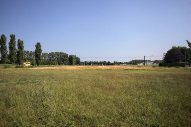 Ufukta ağaçlar görünen buğday tarlaları güneşli bir günde açık gökyüzü ile İtalya kırsalında