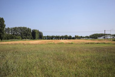 Ufukta ağaçlar görünen buğday tarlaları güneşli bir günde açık gökyüzü ile İtalya kırsalında