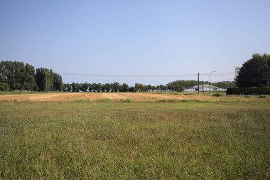 Ufukta ağaçlar görünen buğday tarlaları güneşli bir günde açık gökyüzü ile İtalya kırsalında