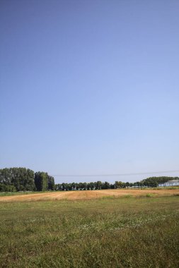 Ufukta ağaçlar görünen buğday tarlaları güneşli bir günde açık gökyüzü ile İtalya kırsalında