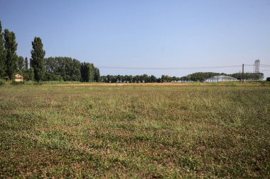 Ufukta ağaçlar görünen buğday tarlaları güneşli bir günde açık gökyüzü ile İtalya kırsalında