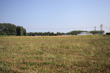 Ufukta ağaçlar görünen buğday tarlaları güneşli bir günde açık gökyüzü ile İtalya kırsalında