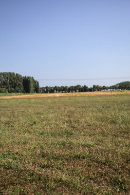 Ufukta ağaçlar görünen buğday tarlaları güneşli bir günde açık gökyüzü ile İtalya kırsalında