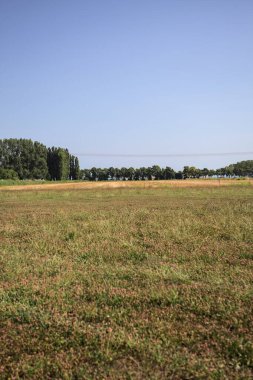 Ufukta ağaçlar görünen buğday tarlaları güneşli bir günde açık gökyüzü ile İtalya kırsalında