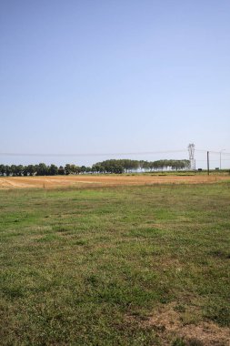 Ufukta ağaçlar görünen buğday tarlaları güneşli bir günde açık gökyüzü ile İtalya kırsalında
