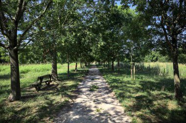 Gölgede yol, İtalya kırsalında güneşli bir günde, yerde iki sıra ağacın oluşturduğu bir parkta.