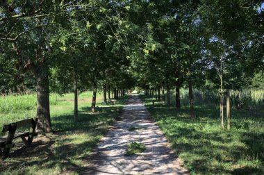 Gölgede yol, İtalya kırsalında güneşli bir günde, yerde iki sıra ağacın oluşturduğu bir parkta.