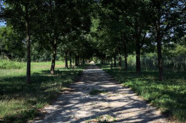Gölgede yol, İtalya kırsalında güneşli bir günde, yerde iki sıra ağacın oluşturduğu bir parkta.