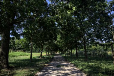 Gölgede yol, İtalya kırsalında güneşli bir günde, yerde iki sıra ağacın oluşturduğu bir parkta.