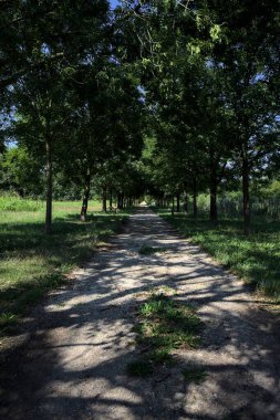 Gölgede yol, İtalya kırsalında güneşli bir günde, yerde iki sıra ağacın oluşturduğu bir parkta.