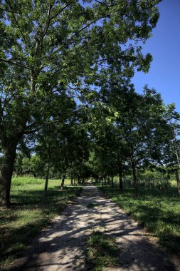 Gölgede yol, İtalya kırsalında güneşli bir günde, yerde iki sıra ağacın oluşturduğu bir parkta.