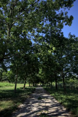 Gölgede yol, İtalya kırsalında güneşli bir günde, yerde iki sıra ağacın oluşturduğu bir parkta.