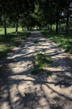 Gölgede yol, İtalya kırsalında güneşli bir günde, yerde iki sıra ağacın oluşturduğu bir parkta.