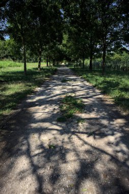 Gölgede yol, İtalya kırsalında güneşli bir günde, yerde iki sıra ağacın oluşturduğu bir parkta.