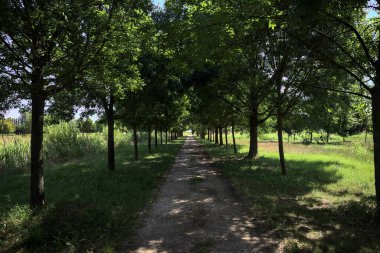 Gölgede yol, İtalya kırsalında güneşli bir günde, yerde iki sıra ağacın oluşturduğu bir parkta.