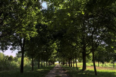 Gölgede yol, İtalya kırsalında güneşli bir günde, yerde iki sıra ağacın oluşturduğu bir parkta.