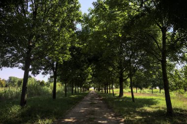 Gölgede yol, İtalya kırsalında güneşli bir günde, yerde iki sıra ağacın oluşturduğu bir parkta.