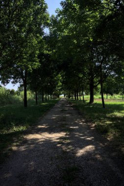 Gölgede yol, İtalya kırsalında güneşli bir günde, yerde iki sıra ağacın oluşturduğu bir parkta.